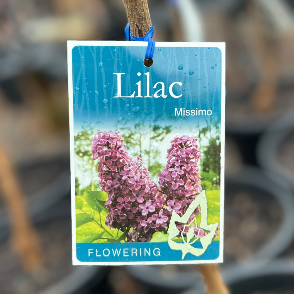 Lilac Missimo