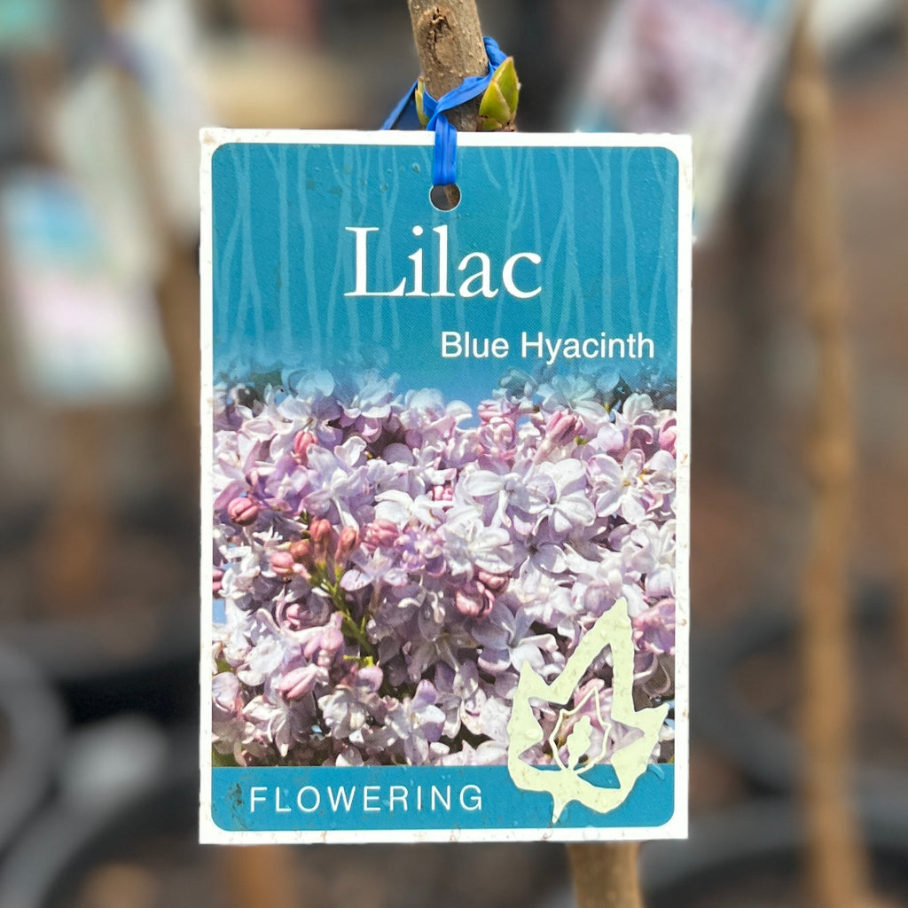 Lilac Blue Hyacinth