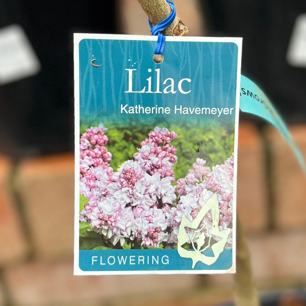 Lilac Katherine Havemeyer