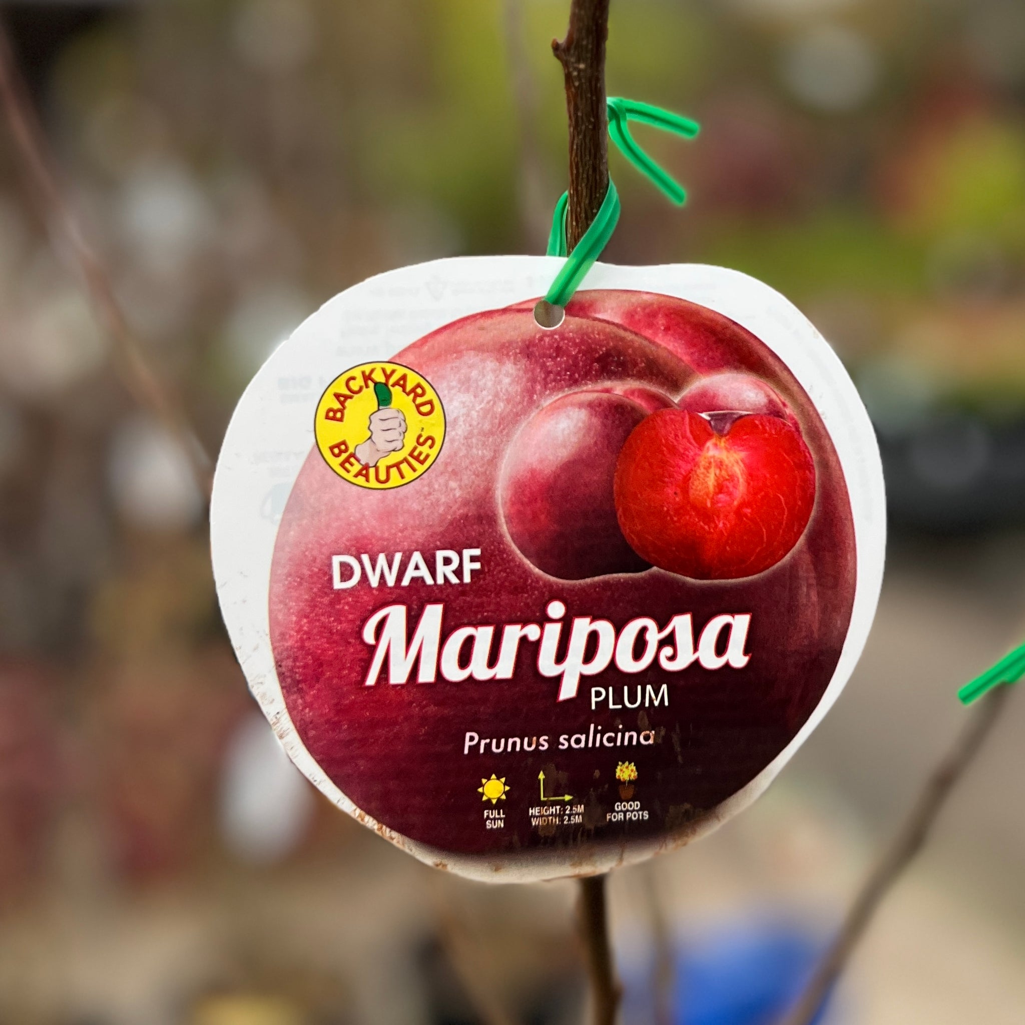 Plum Mariposa Dwarf