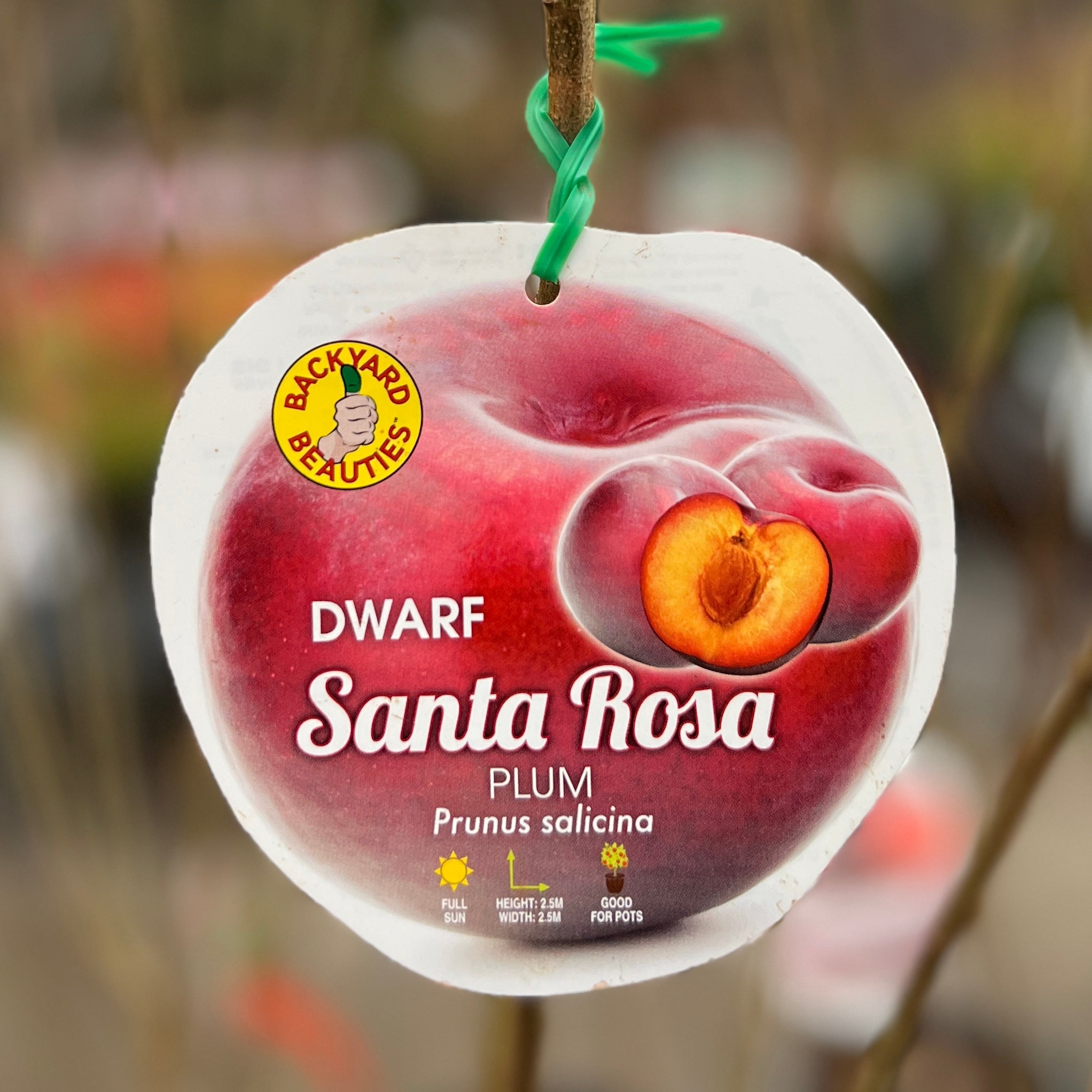Plum Santa Rosa dwarf fruit tree