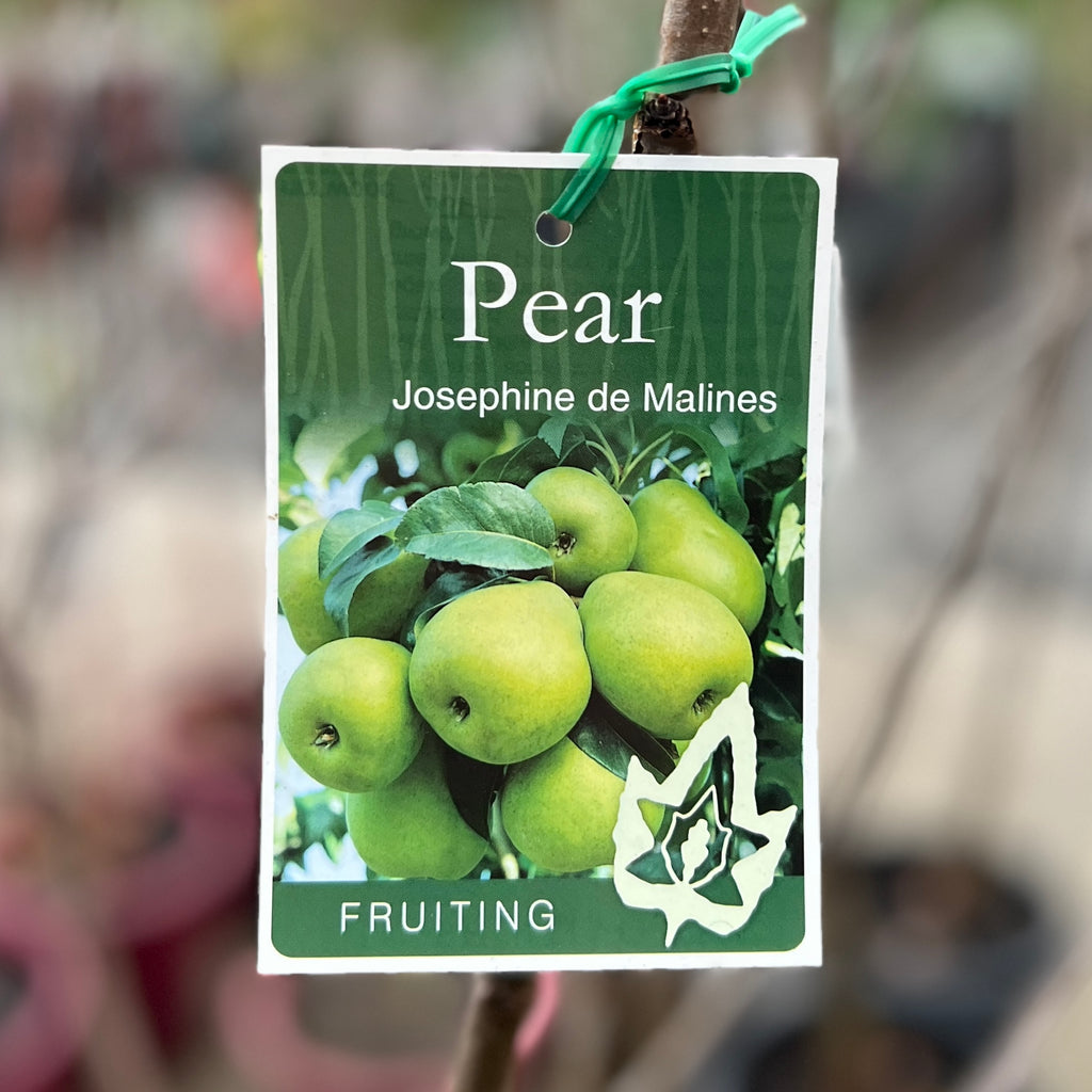 Pear Josephine De Malines