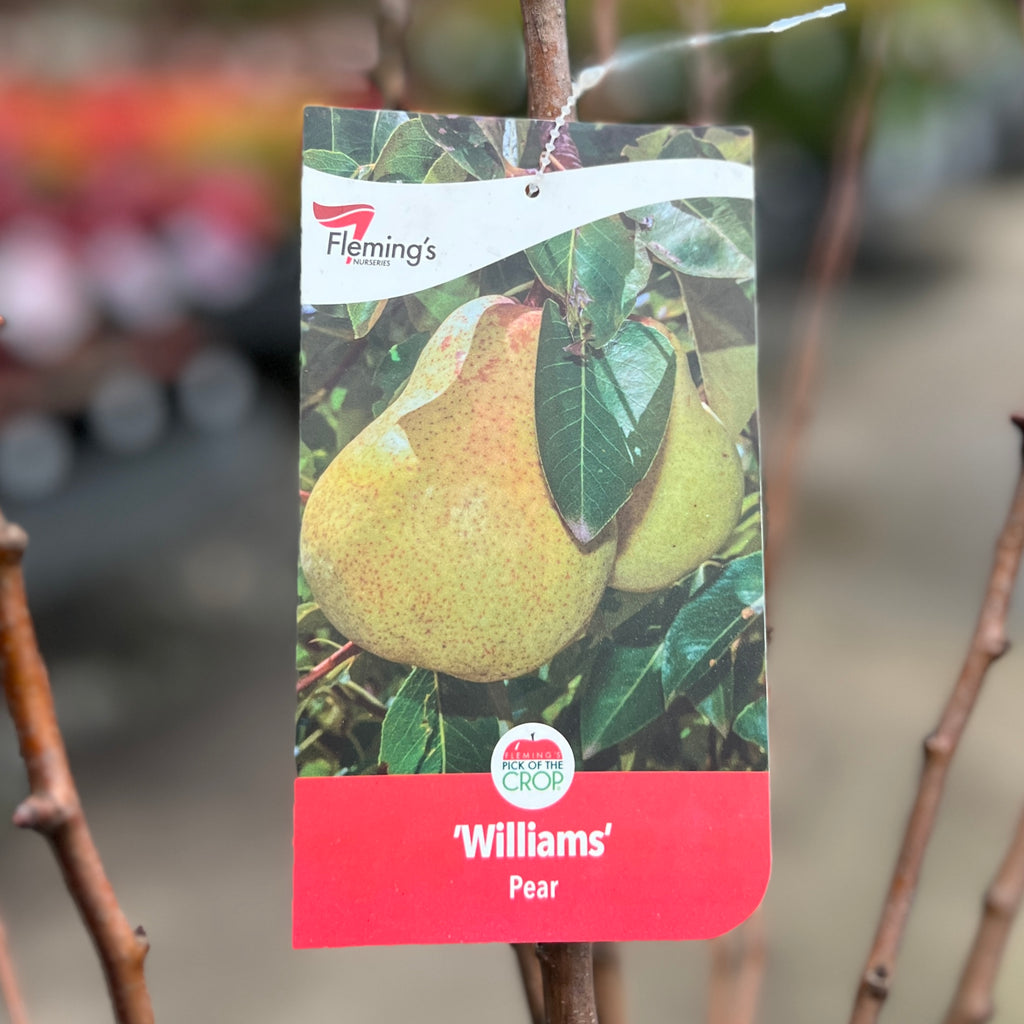 Pear Williams Bon Chretien