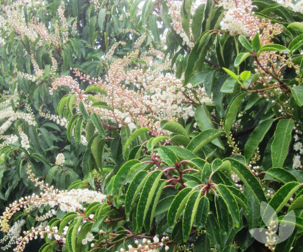 Prunus Lusitanica Portuguese Laurel - 20cm Pot