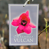 Magnolia Vulcan - 30cm Pot