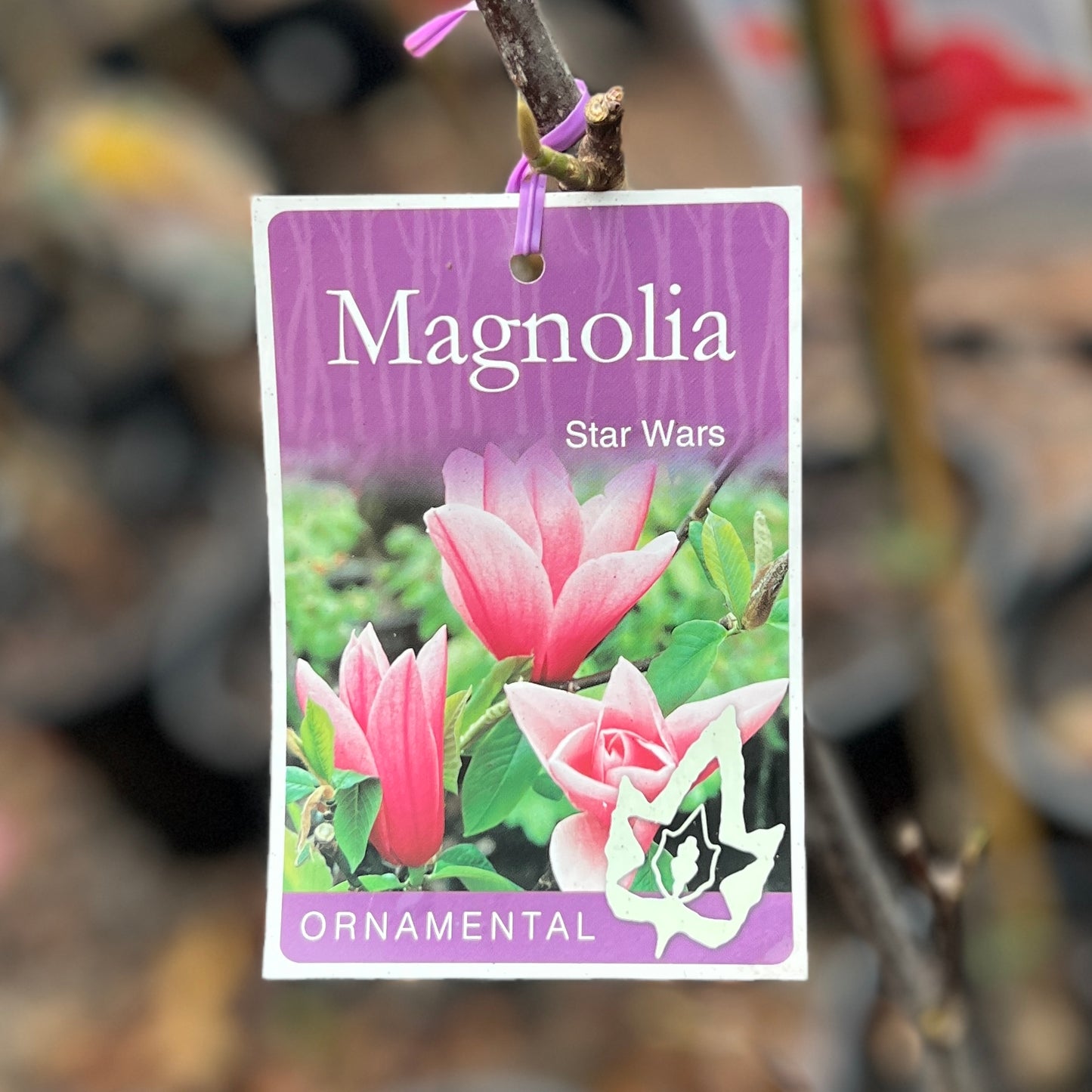 Magnolia Star Wars - 30cm Pot