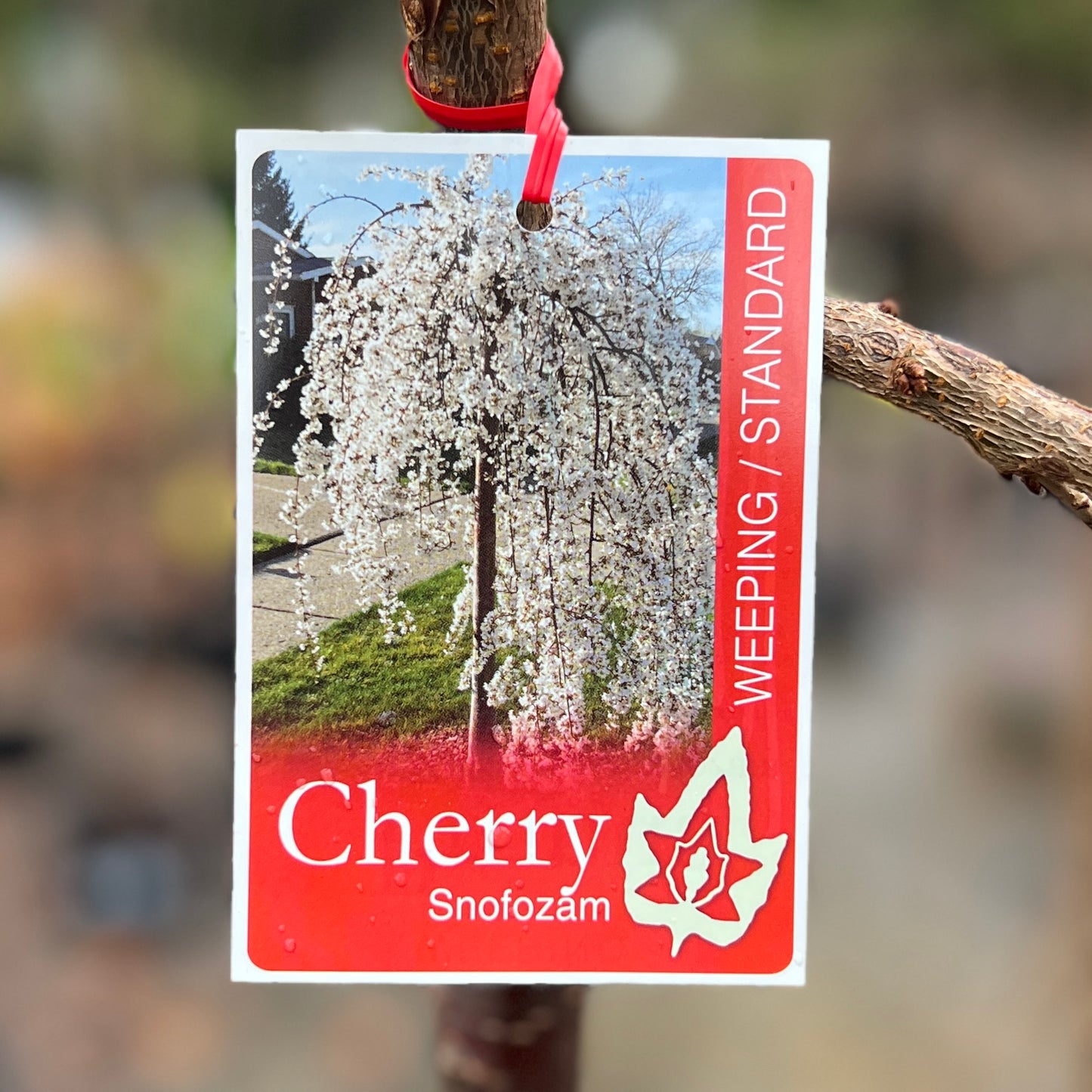 Weeping Cherry Snofozam short standard
