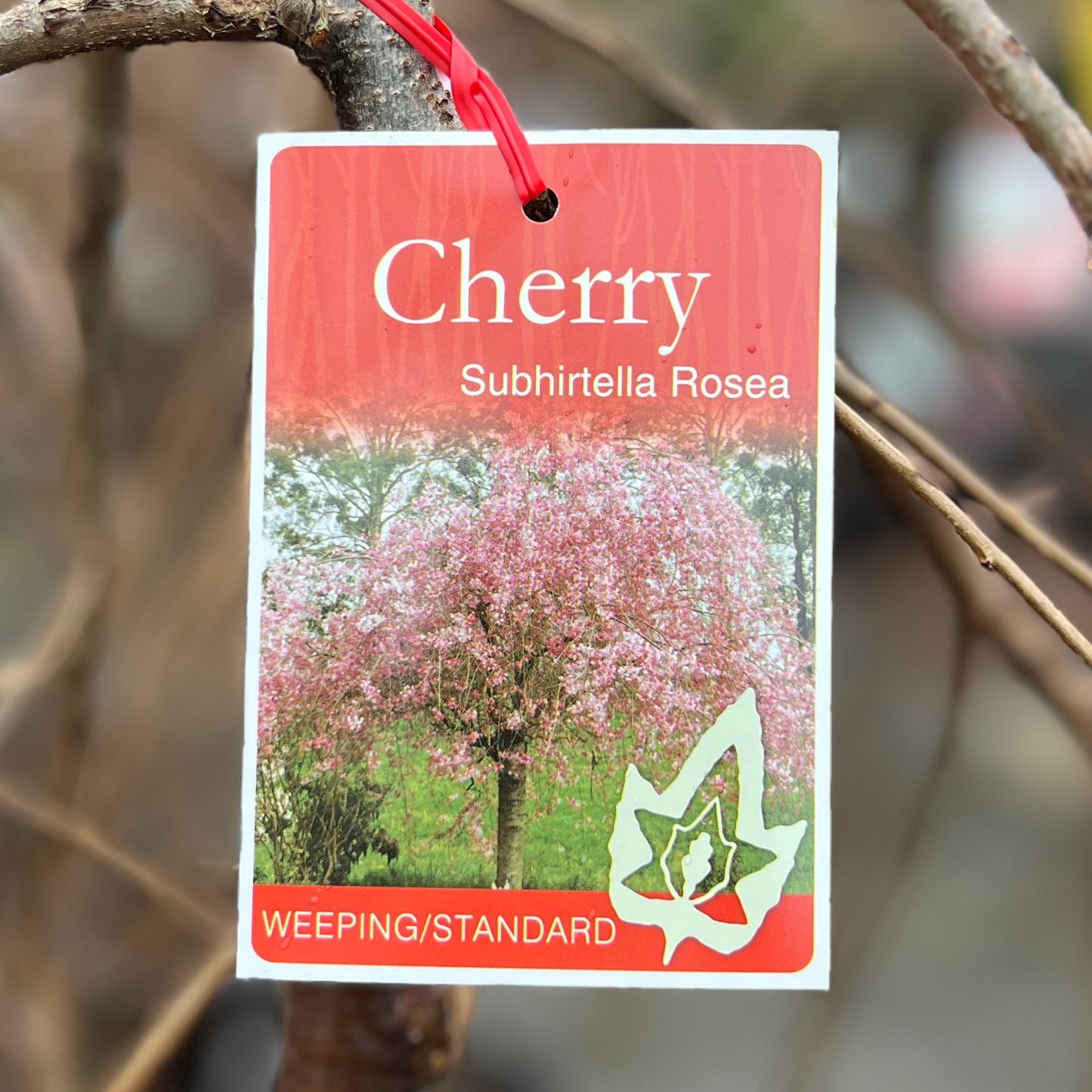 Weeping Cherry Sub Rosea short standard
