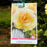 Climbing Rose Crepuscule - 20cm Pot