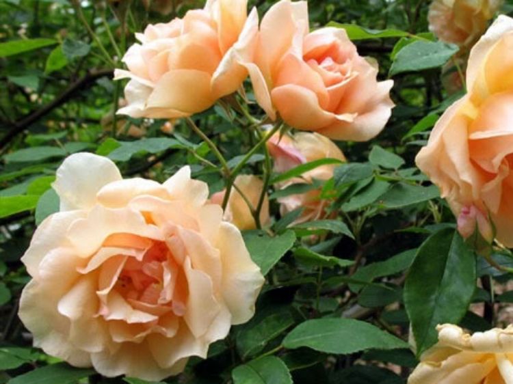 Climbing Rose Crepuscule - 20cm Pot
