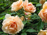 Climbing Rose Crepuscule - 20cm Pot
