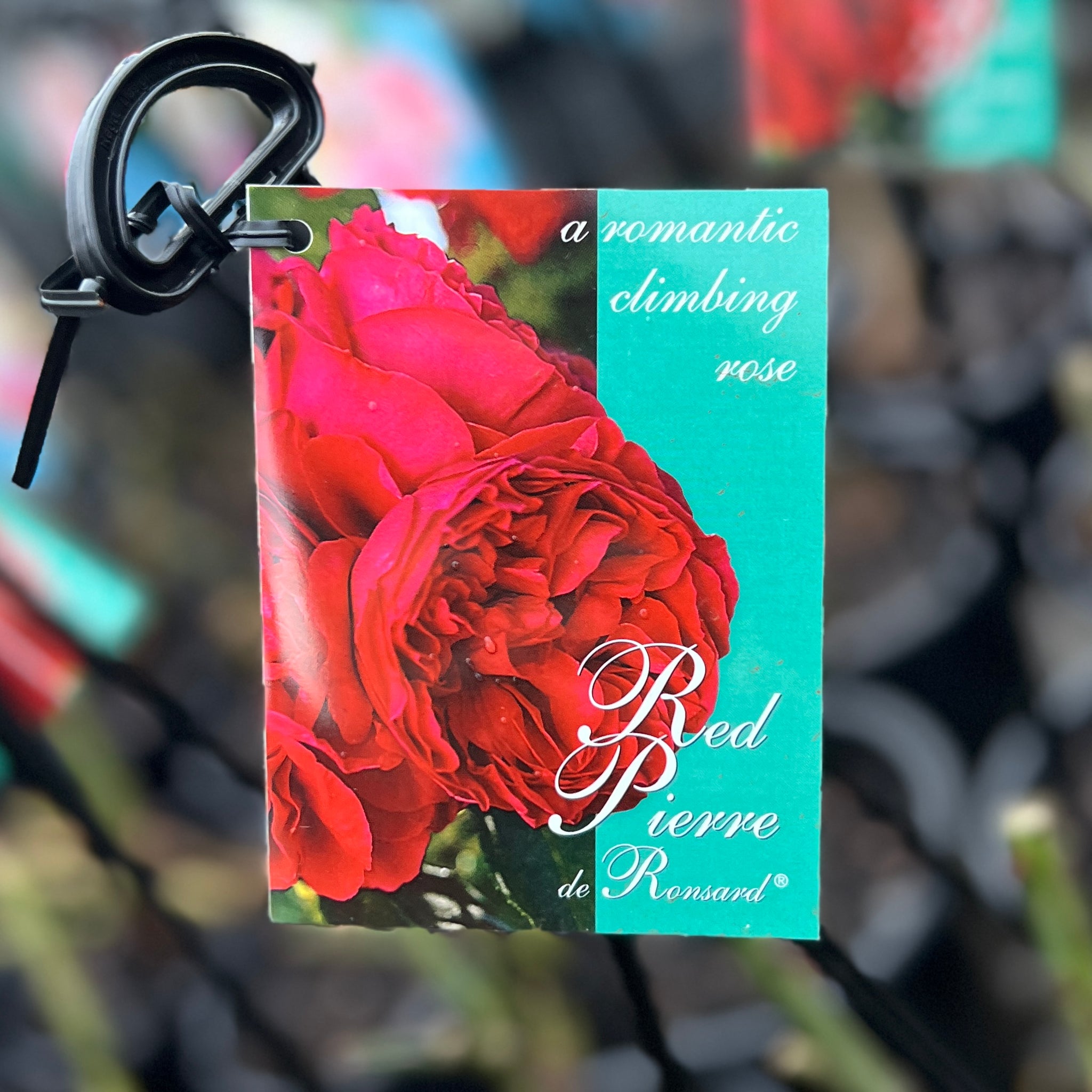 Climbing Rose Pierre De Ronsard Red - 20cm Pot