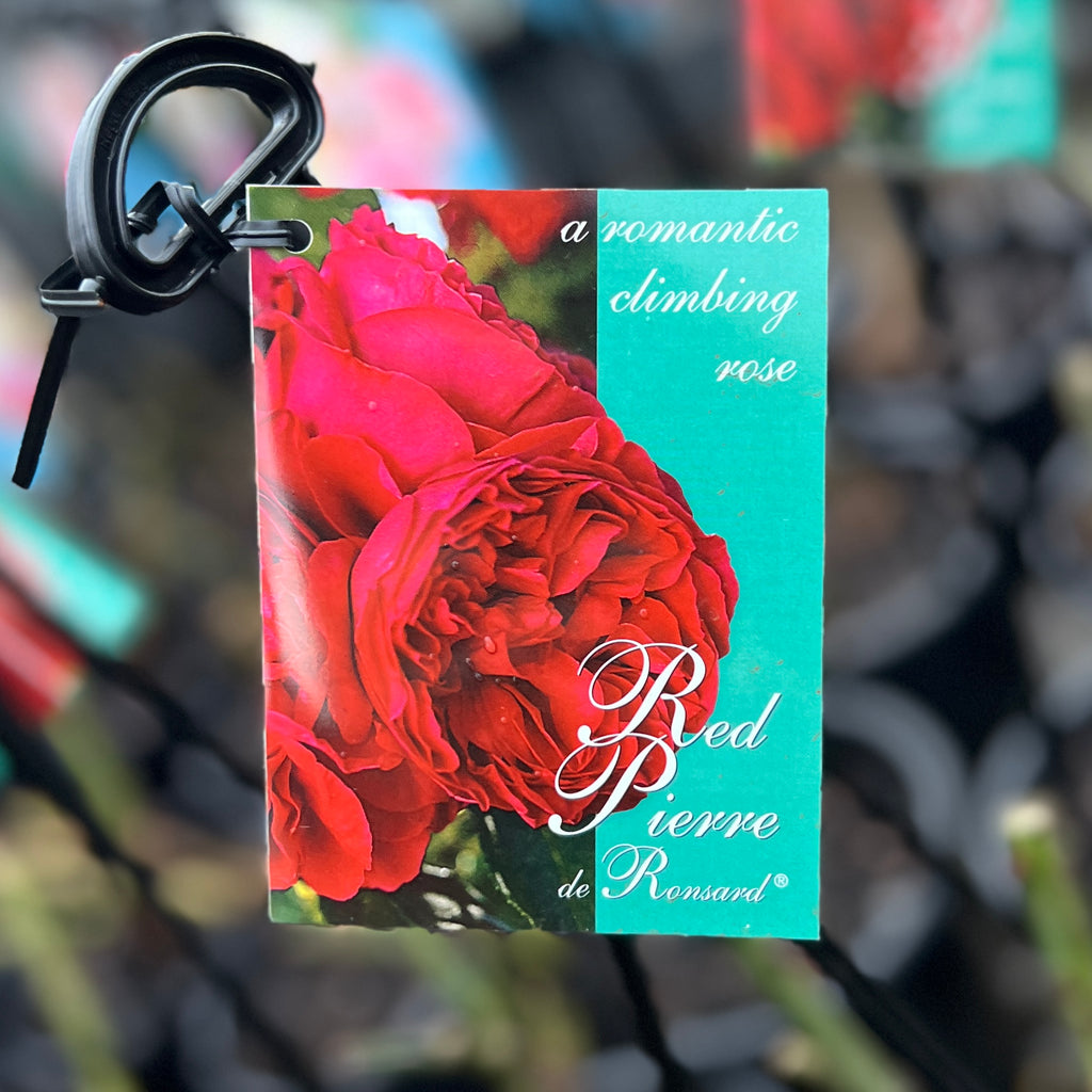Climbing Rose Pierre De Ronsard Red - 20cm Pot