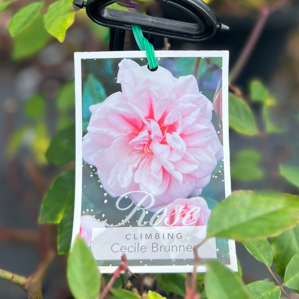 Climbing Rose Cecile Brunner - 20cm Pot