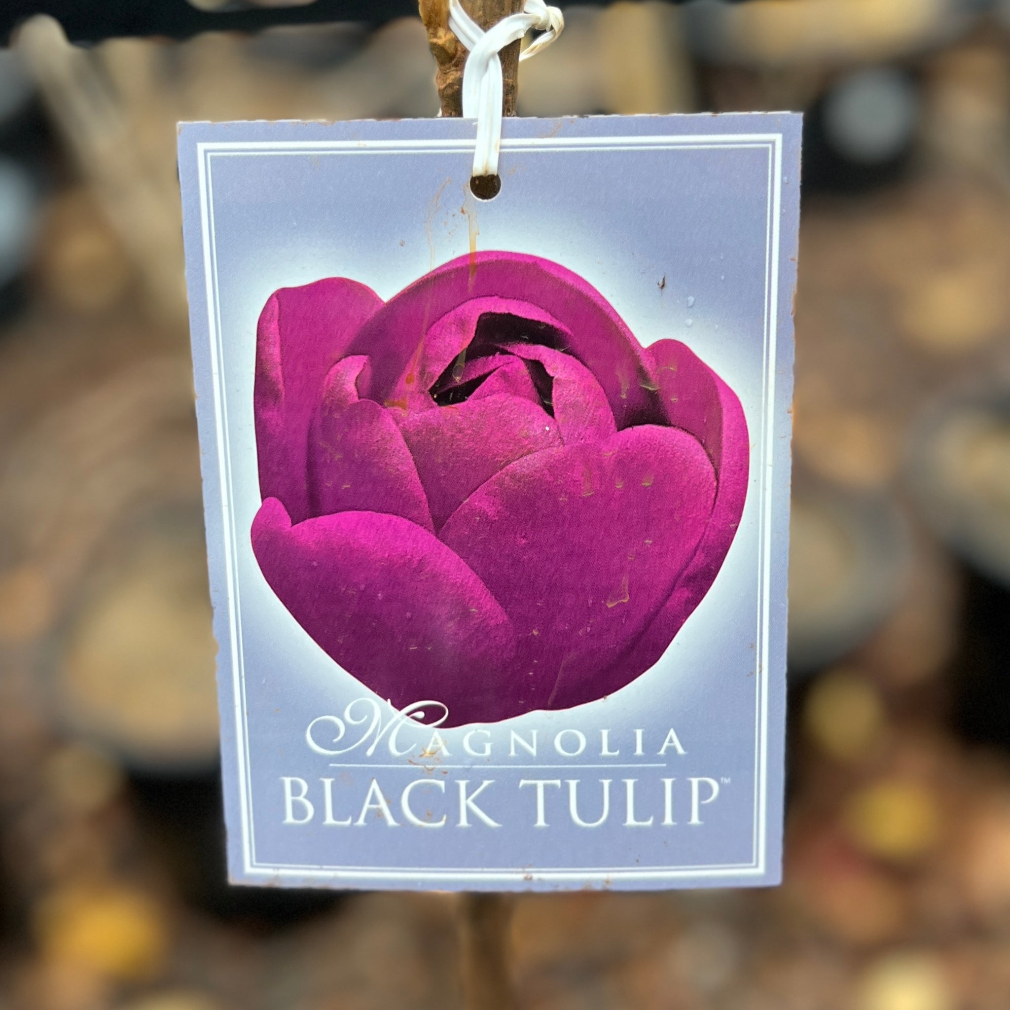Magnolia Black Tulip - 25cm Pot