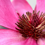 Magnolia Burgundy Star - 25cm Pot