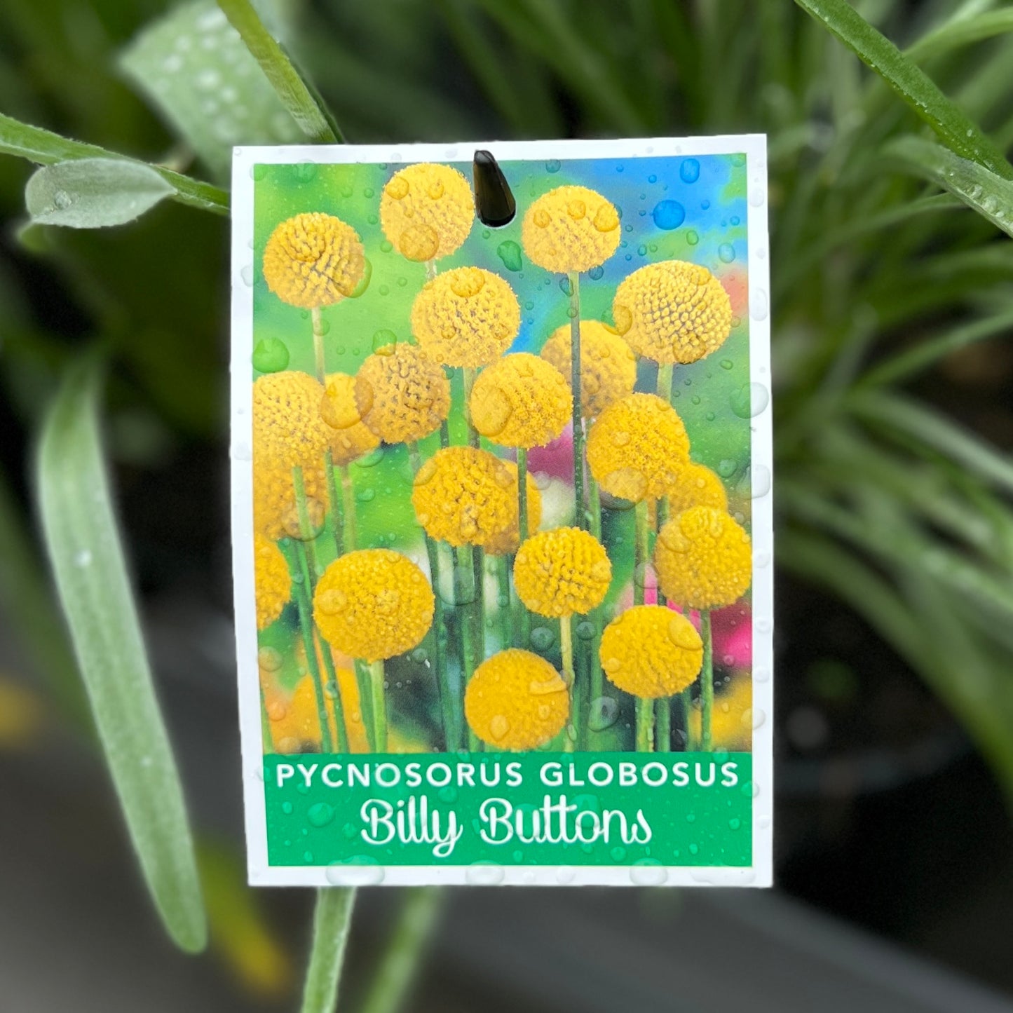 Pycnosorus Billy Buttons - 14cm Pot