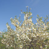 Upright Cherry Mt Fuji Tall