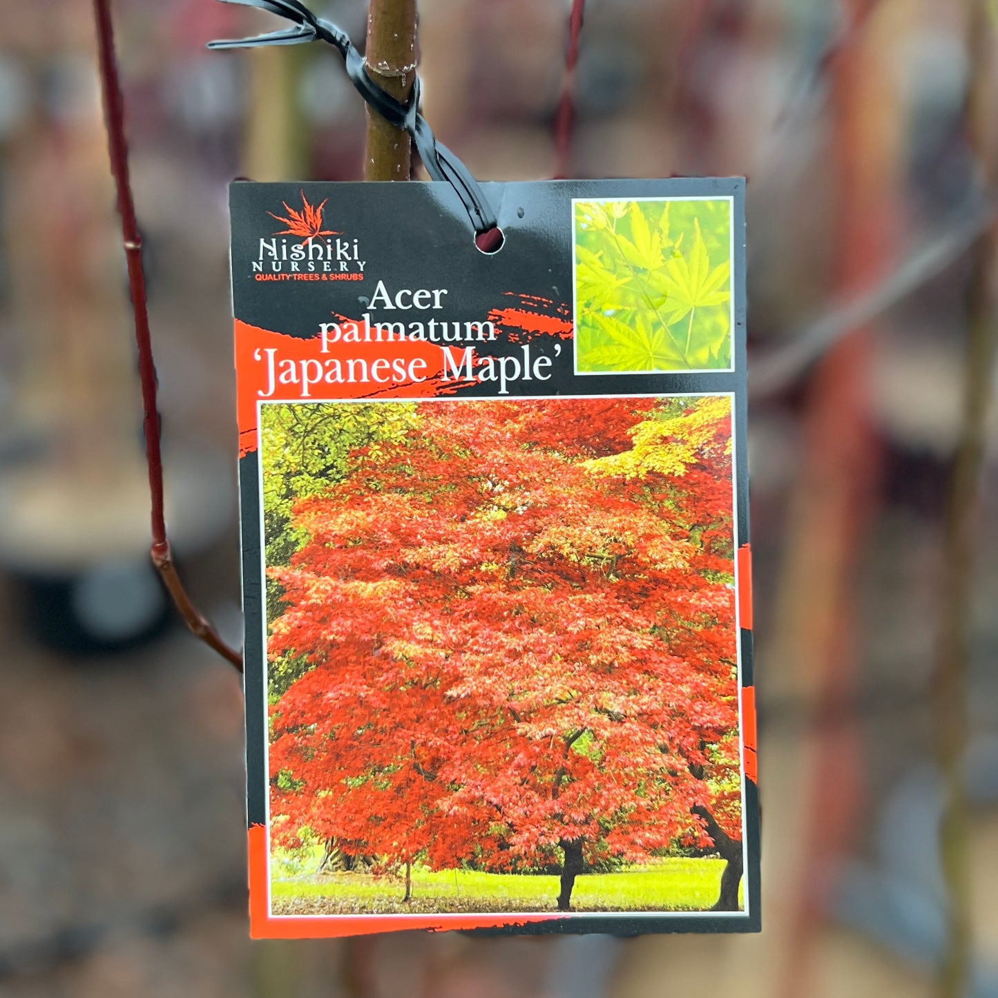 Acer Palmatum Japanese Maple - 30/33cm Pot