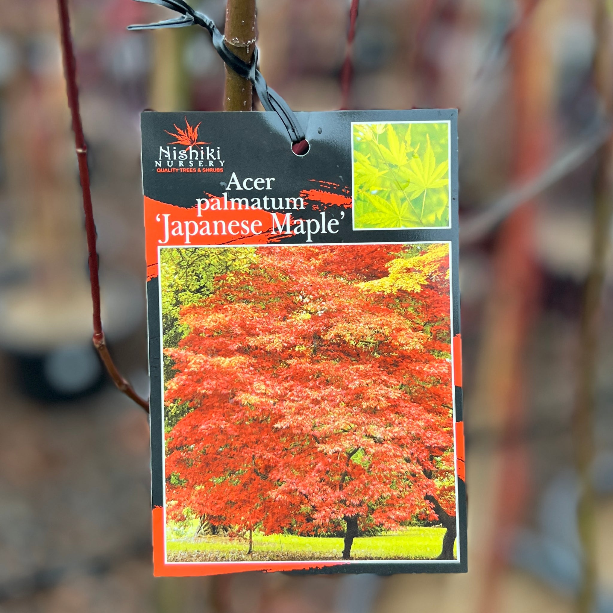 Acer Palmatum Japanese Maple - 30/33cm Pot