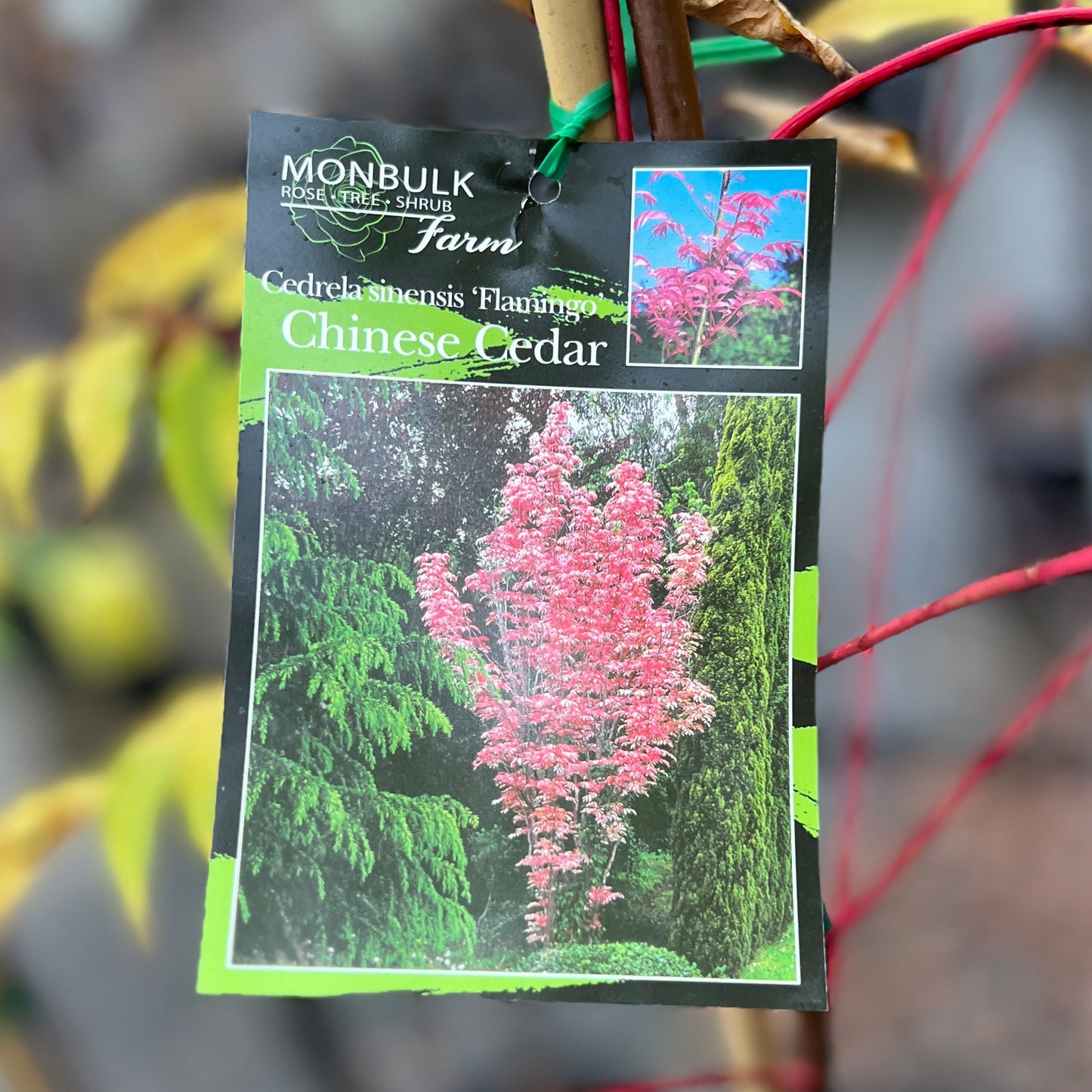 Cedrela Sinensis