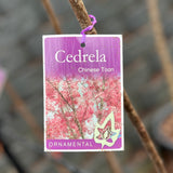 Cedrela Sinensis