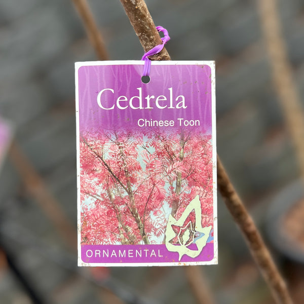 Cedrela Sinensis