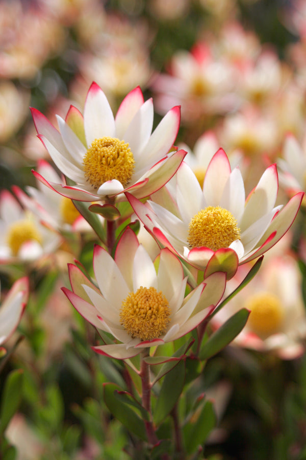 Leucadendron Harvest - 14cm Pot