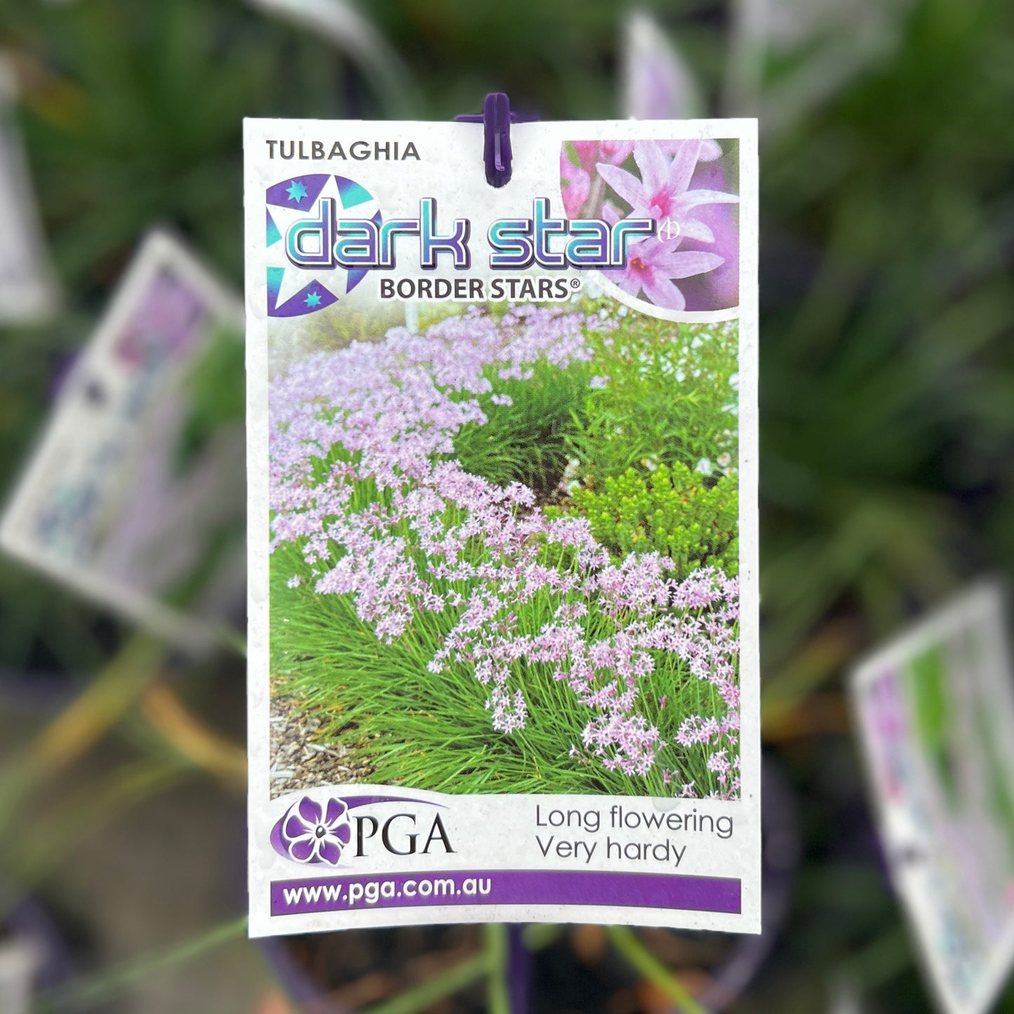 Tulbaghia Dark Star - 14cm Pot