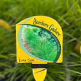 Lomandra Little Con - 14cm Pot