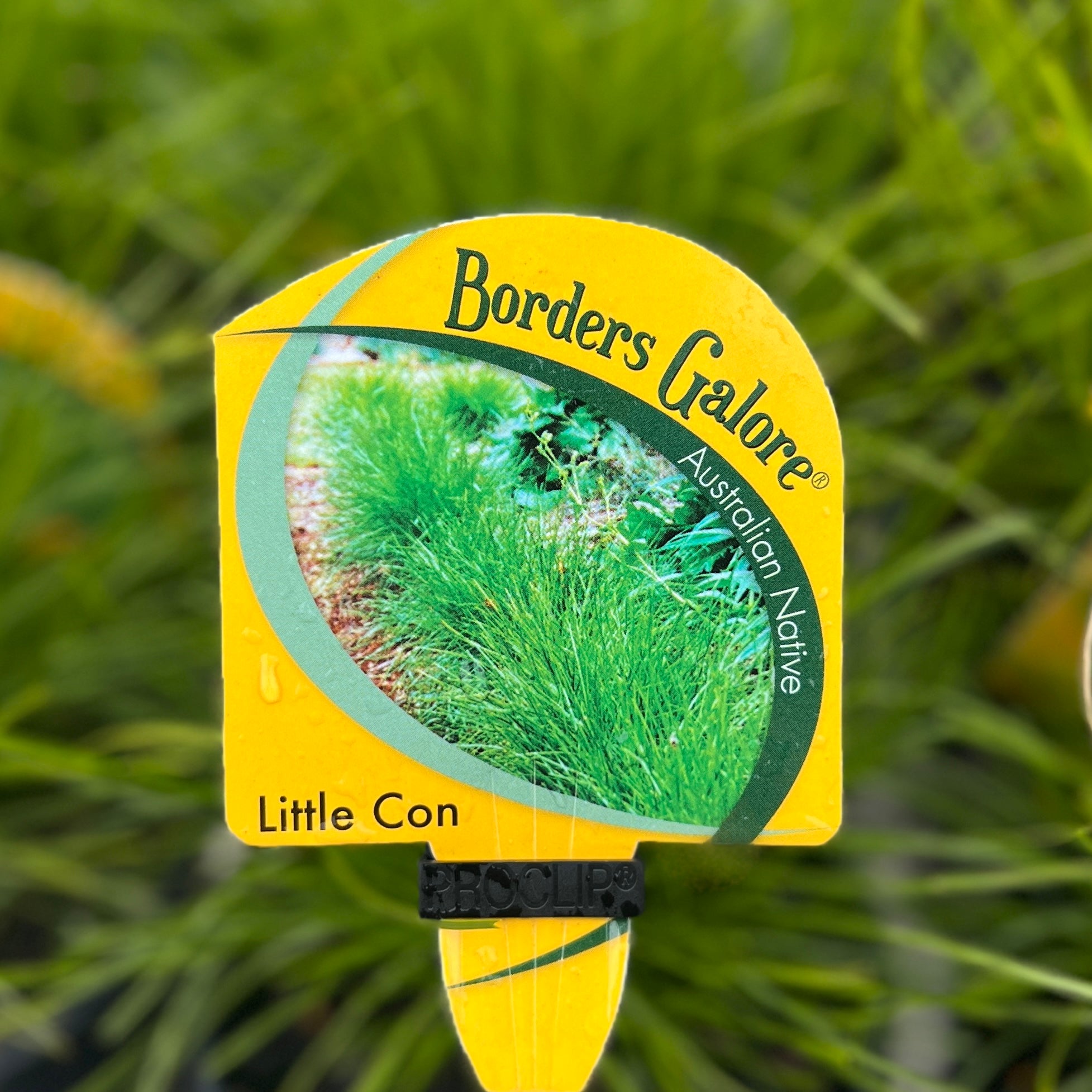 Lomandra Little Con - 14cm Pot