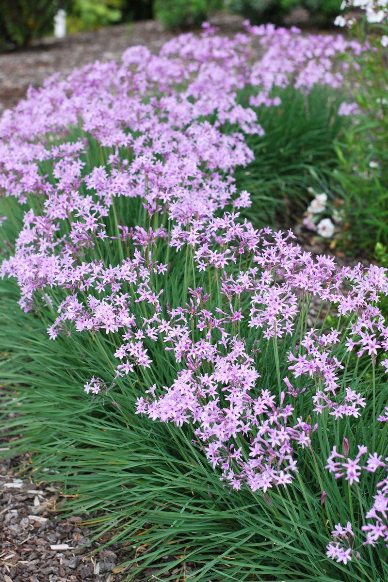 Tulbaghia Dark Star - 14cm Pot