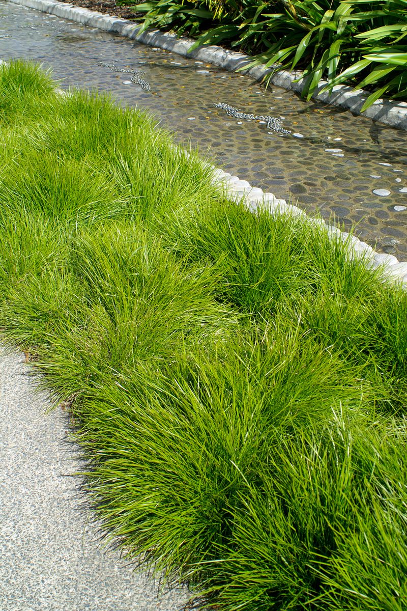 Lomandra Little Con - 14cm Pot