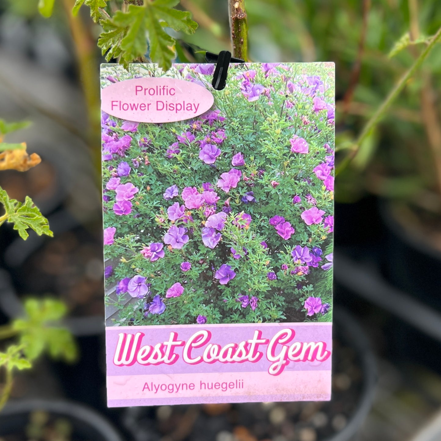 Alyogyne West Coast Gem - 14cm Pot
