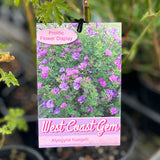 Alyogyne West Coast Gem - 14cm Pot
