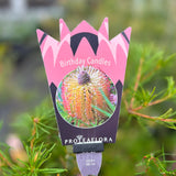 Banksia Birthday Candles - 14cm Pot