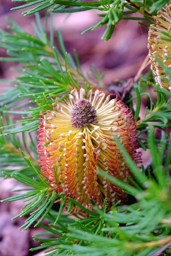 Banksia Birthday Candles - 18cm Pot