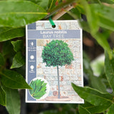 Bay Tree Laurus Miles Choice - 14cm Pot