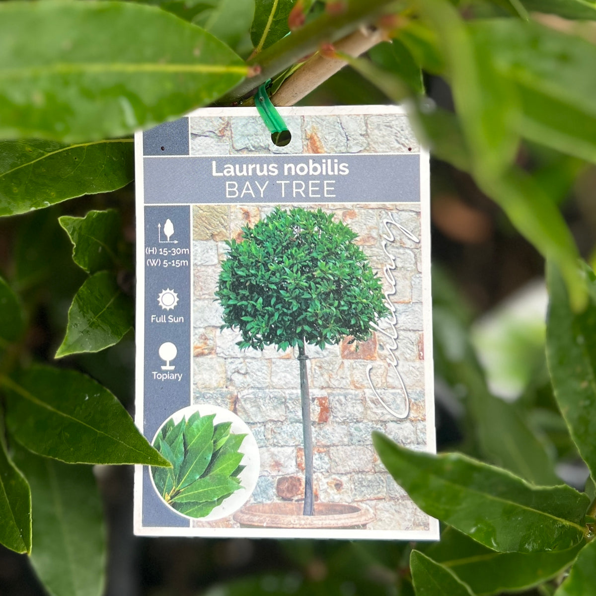 Bay Tree Laurus Miles Choice - 14cm Pot