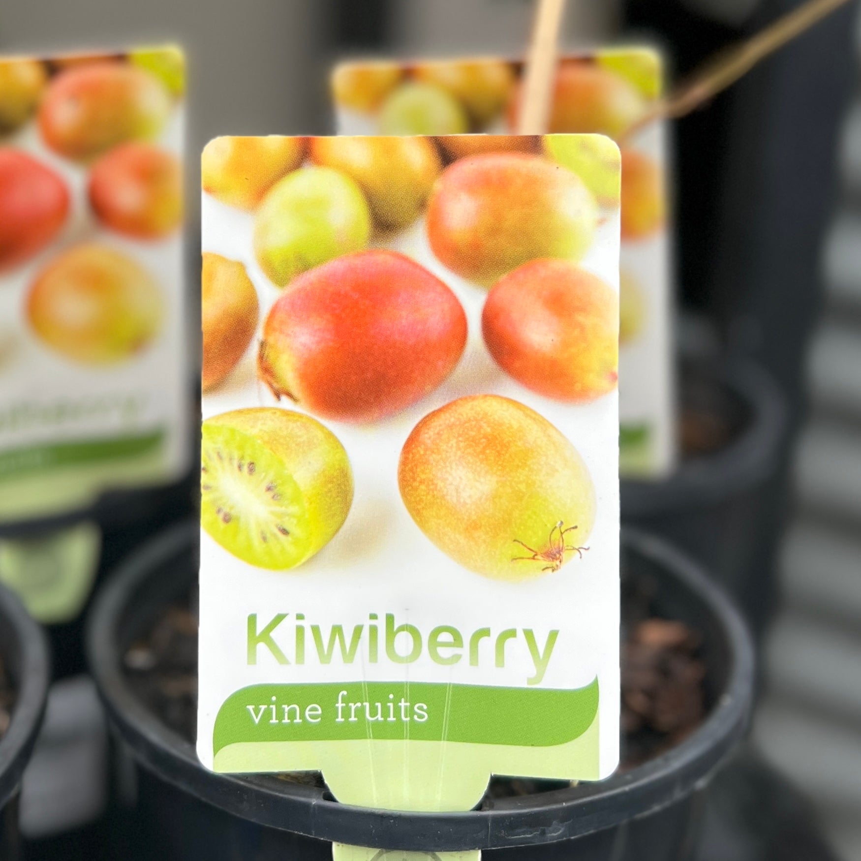 Kiwiberry - 15cm Pot