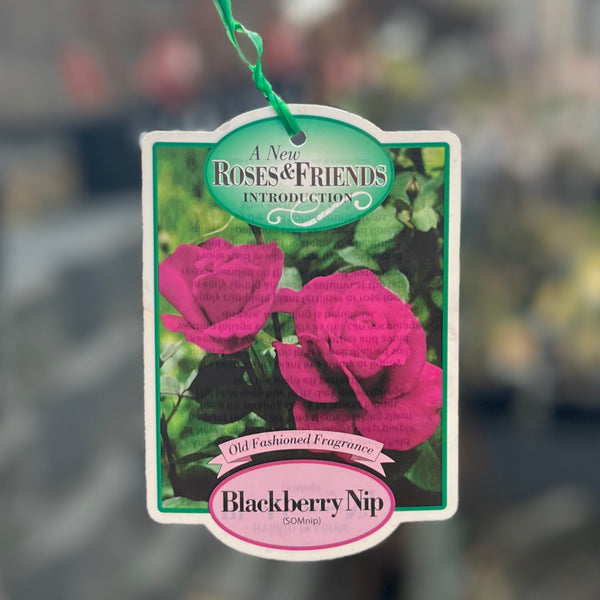 Bush Rose Blackberry Nip - 20cm Pot