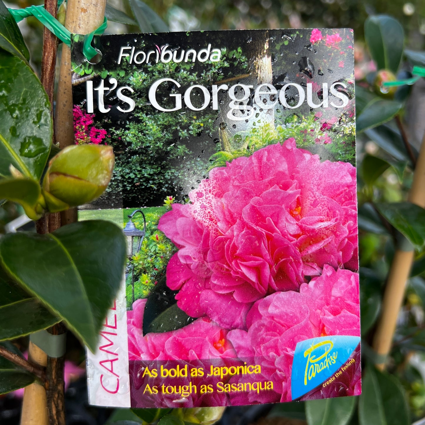 Camellia It's Gorgeous - 18cm Pot
