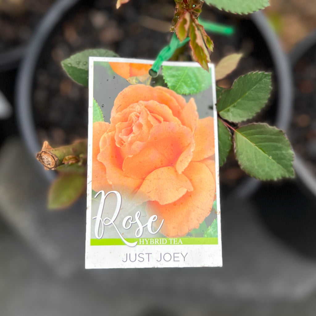 Bush Rose Just Joey - 20cm Pot