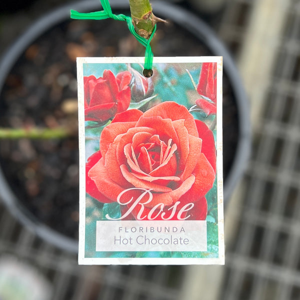 Bush Rose Hot Chocolate - 20cm Pot