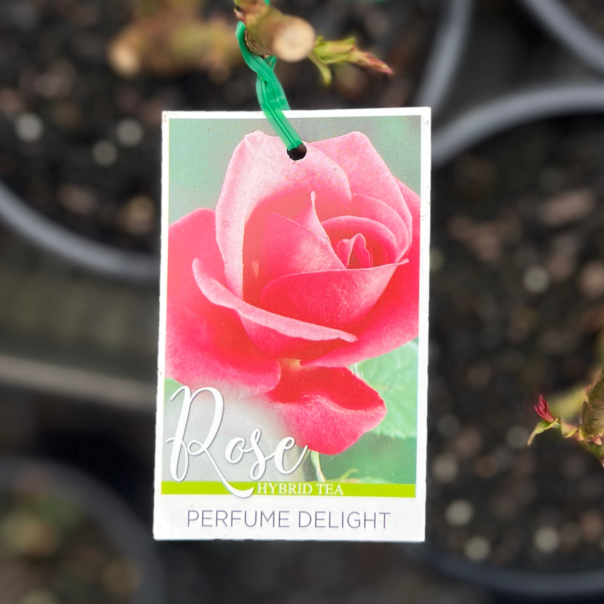 Standard Rose Perfume Delight - 90cm/3ft | 20cm Pot