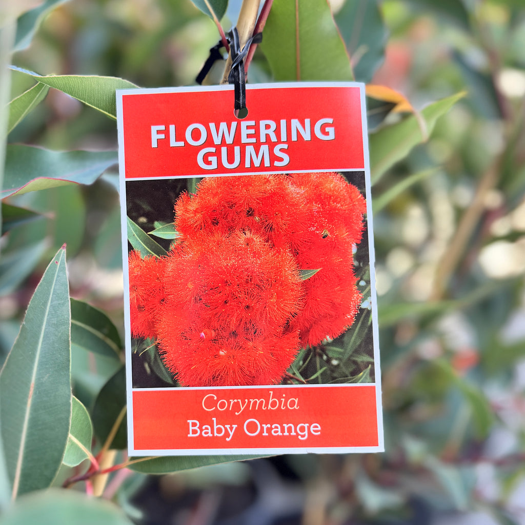 Corymbia Ficifolia Grafted Baby Orange - 20cm Pot