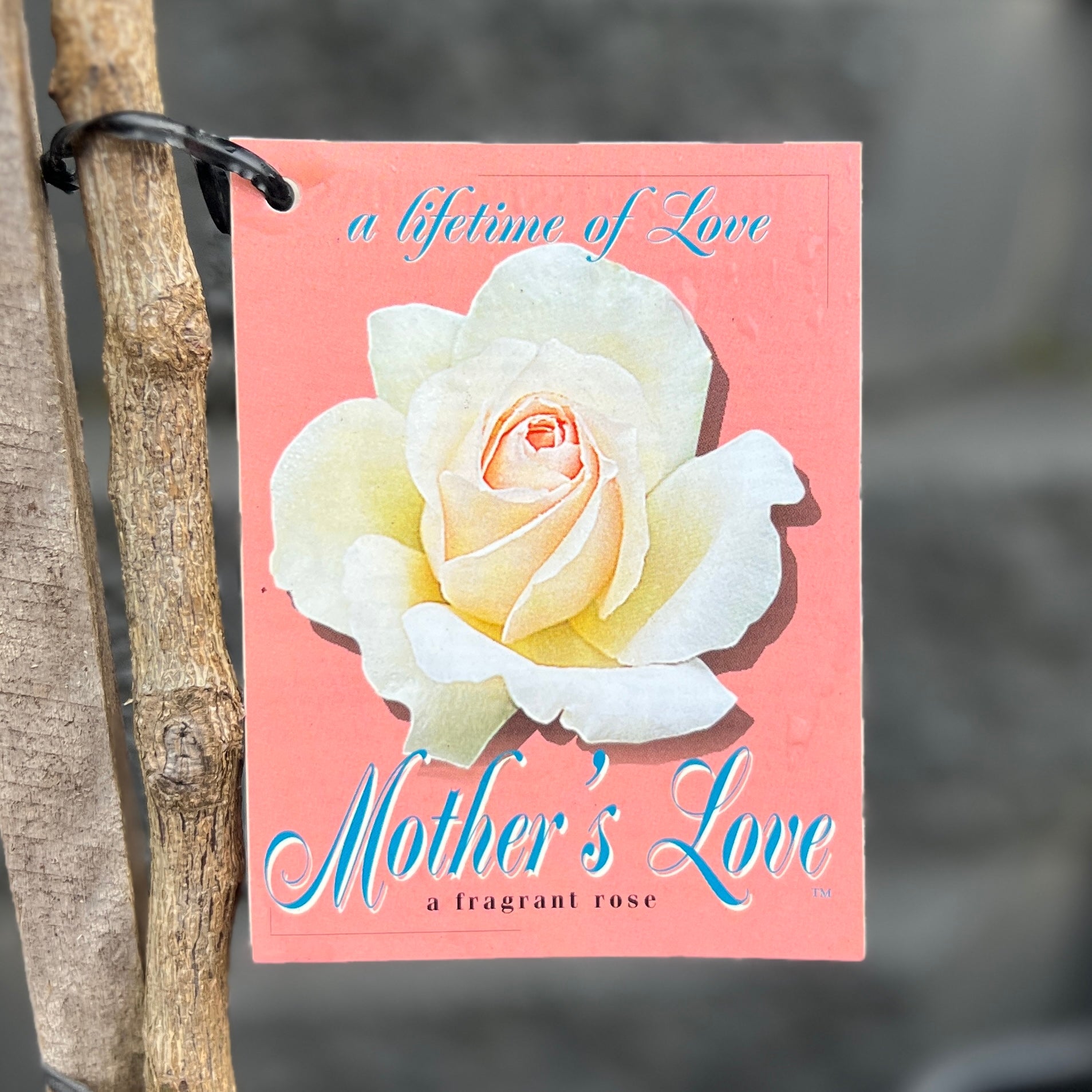 Standard Rose Mothers Love - 90cm/3ft | 20cm Pot