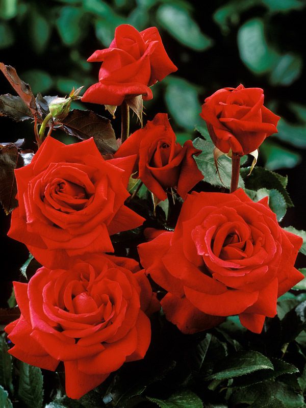 Bush Rose Fire Fighter - 20cm Pot
