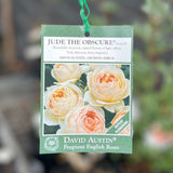David Austin Bush Rose Jude The Obscure - 20cm Pot