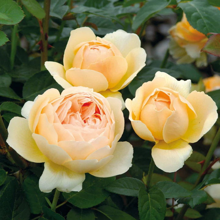 David Austin Bush Rose Jude The Obscure - 20cm Pot